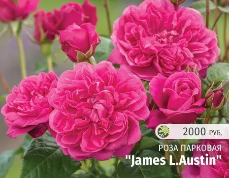 James L.Austin.jpg